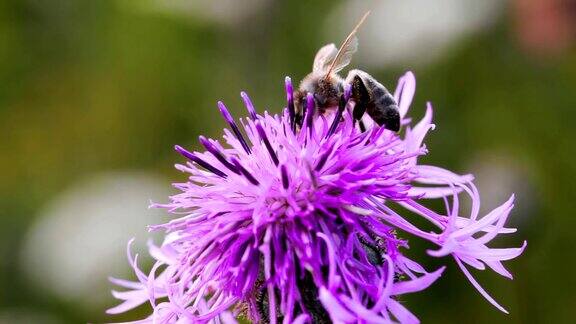 蜜蜂从蓟花中提取花蜜