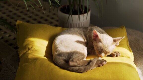 可爱的小猫睡在室内植物旁边的黄色枕头上