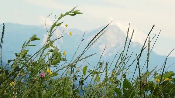 奥地利阿尔卑斯山的花草地