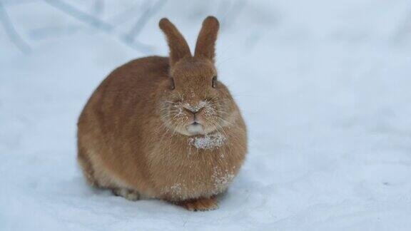 可爱的兔子吃胡萝卜看着镜头