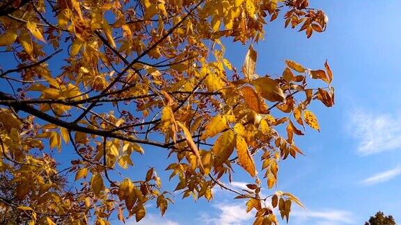 树与金色的叶子在蓝天下移动