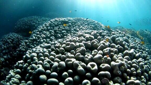 健康的海底珊瑚礁