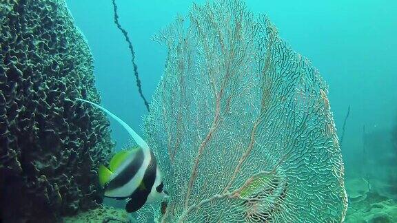 水下场景天使鱼在柳珊瑚附近-苏巴潜水在NosyBe马达加斯加