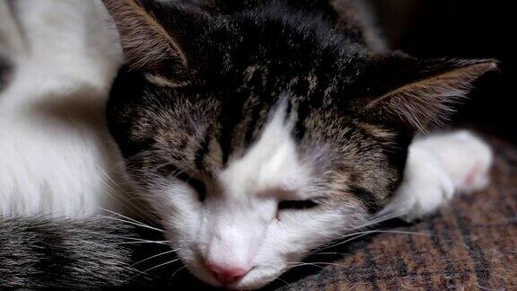 可爱的虎斑猫正在房间里睡觉睁着眼睛打哈欠特写