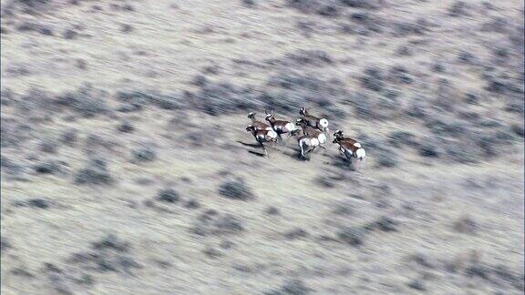奔跑中的羚羊-鸟瞰图-怀俄明州韦斯顿县美国