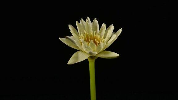延时拍摄的美丽的黄荷花睡莲在池塘中绽放睡莲盛开