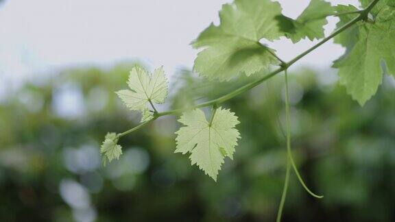 在葡萄藤上的嫩绿的葡萄叶子的特写镜头