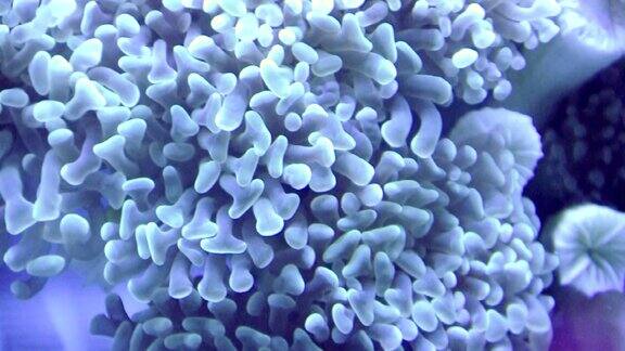 珊瑚虫在海中移动特写