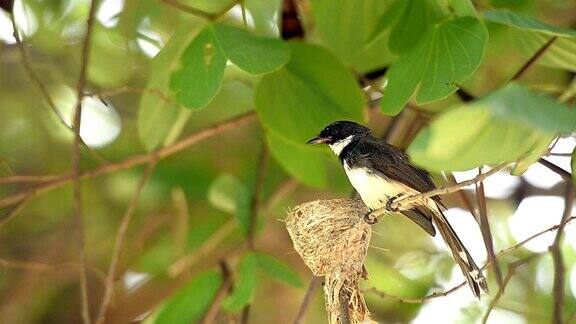 花衣扇尾鸟大自然的野鸟在巢中喂养它的幼鸟