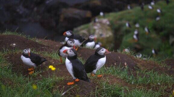 悬崖上的一群海雀冰岛