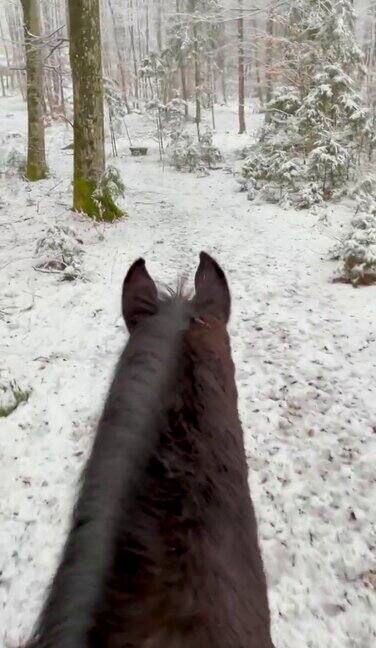 垂直:在寒冷的冬日骑着美丽的马沿着风景优美的森林小径前行