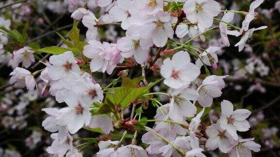 春天的花园里迎风绽放的樱桃枝