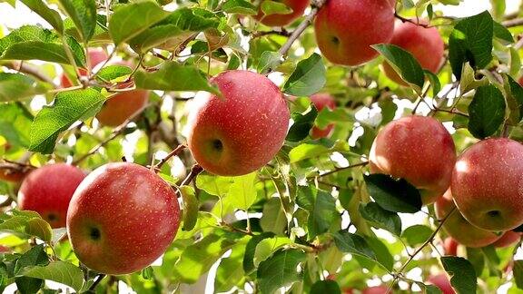 种植富士苹果品种