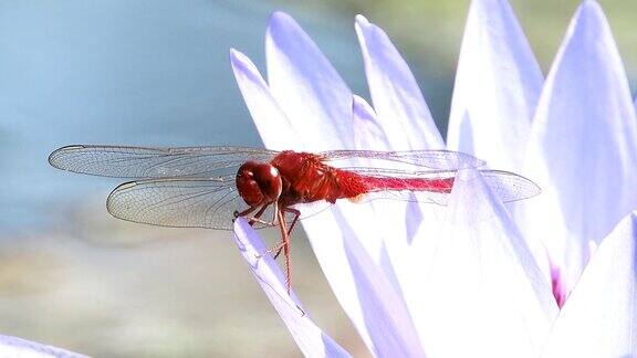 红色的蜻蜓站在荷花上