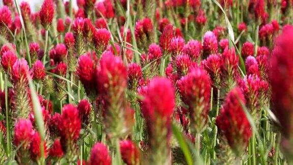 红三叶草近距离看一片红色的花田