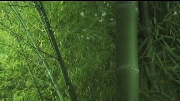 新亚洲竹子