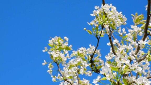 树枝与美丽的白色春天的花在树上自然场景与开花的树在开花的背景植物开花盛开的背景