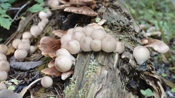 在爱沙尼亚种植不同种类的蘑菇