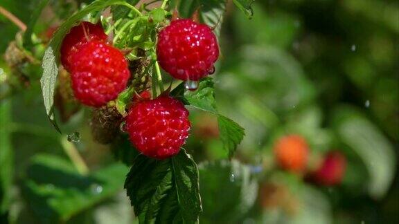 夏雨滴在成熟多汁的树莓上的特写