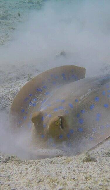 垂直视频:黄貂鱼挖掘土壤寻找食物的特写照片蓝斑黄貂鱼(Taeniura淋巴瘤)海洋中的水下生物