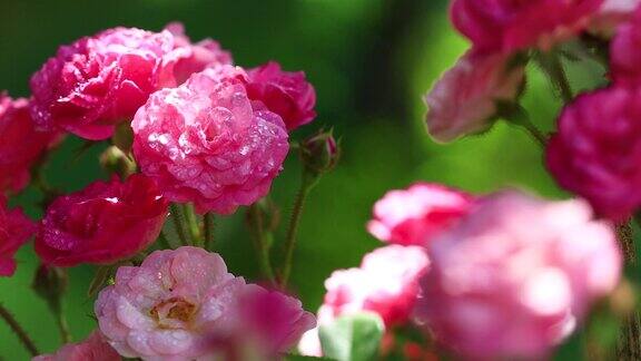粉红色的玫瑰花瓣随水滴雨滴摇摆