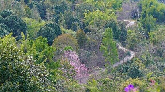 美丽的鲜花和山景