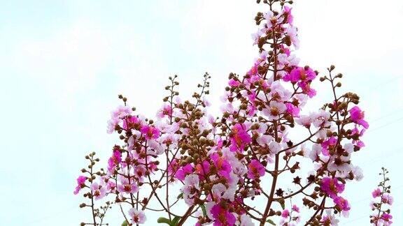 紫薇或桃金娘的粉红色花