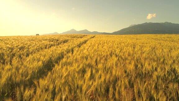 鸟瞰图:金色夕阳下岩石山下一望无际的黄色麦田