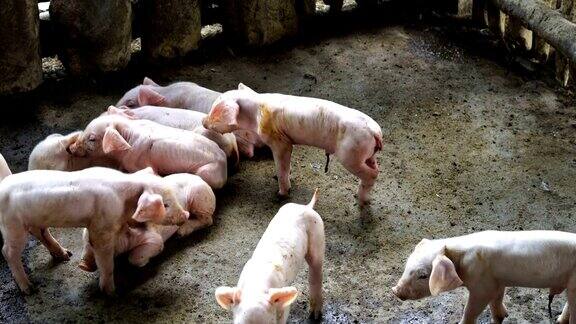 猪宝宝农场动物