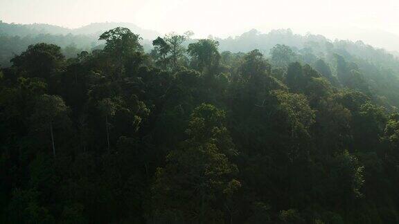 放大早晨的雨林