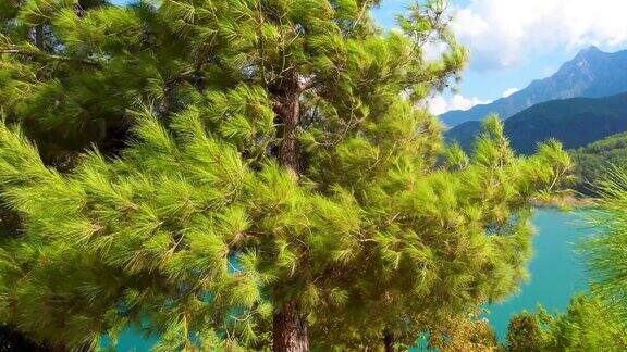 土耳其阿兰亚美丽的松林和水库