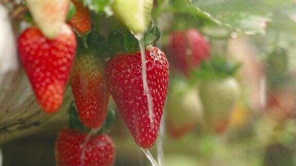水和营养被应用到草莓上