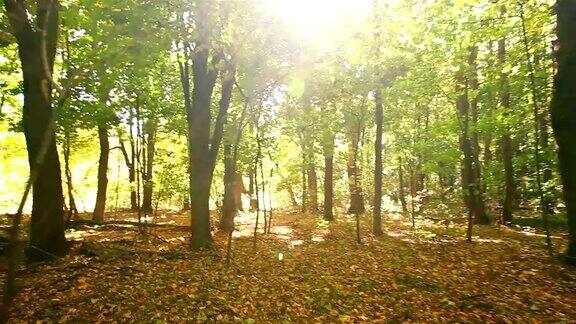 漫步在秋日阳光明媚的树林里替身拍摄