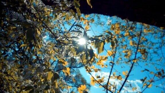阳光透过树叶和树枝上的白花照耀着