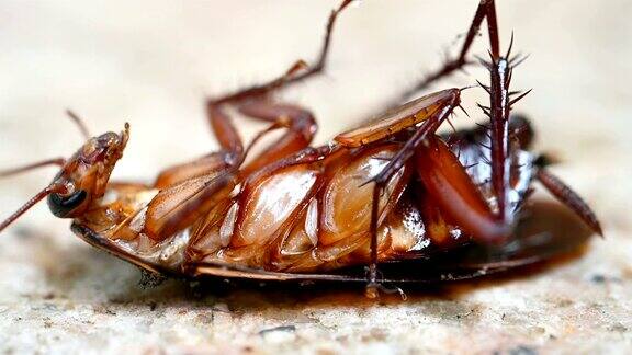 中毒的蟑螂被蚂蚁咬了在地上挣扎