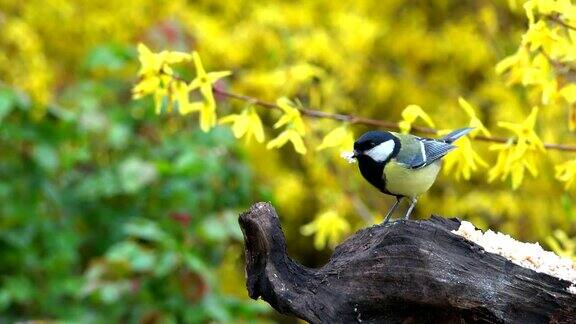 山雀、蓝府在冬天吃种子和肥肉在花园里以黄色为背景