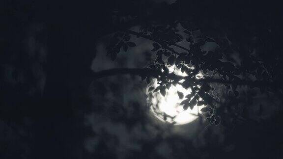满月之夜月亮穿过树林