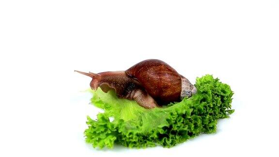 勃艮第蜗牛在吃莴苣叶