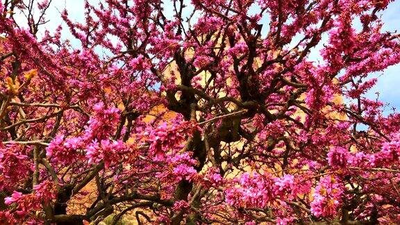 犹大树爱树紫荆曼妙树在春天开花