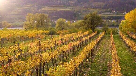 日落时分奥地利著名的瓦肖山谷山上的秋天葡萄园