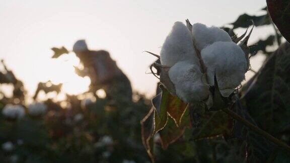 棉花采摘的季节在COVID-19大流行期间佩戴防护口罩的年轻农民妇女在金色的晚霞下盛开的棉花田在收获前评估作物