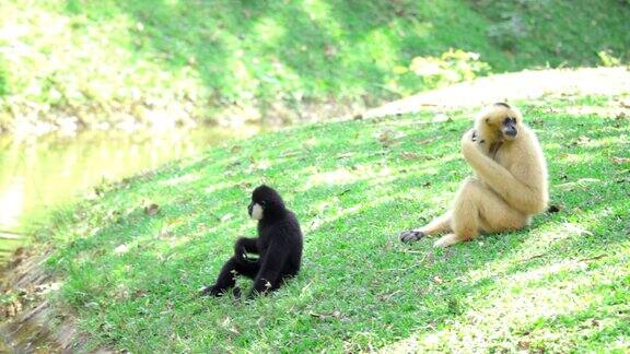 两只猴子坐在池塘边