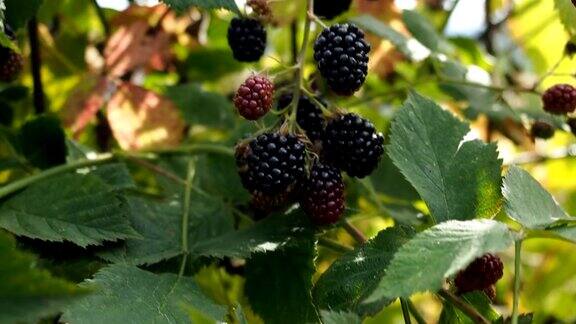 花园里新鲜的半熟黑莓