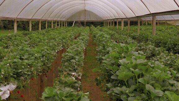 温室内的有机草莓种植园