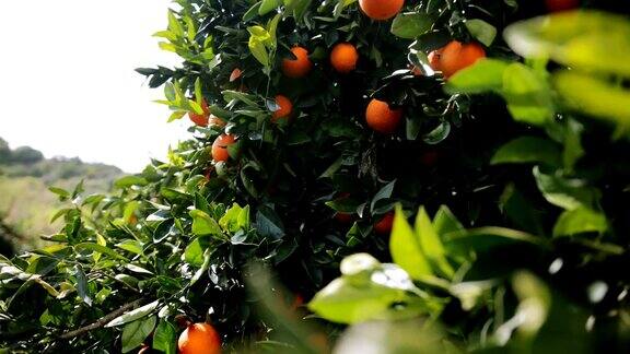 在地中海的橘子林中橙子挂在树上