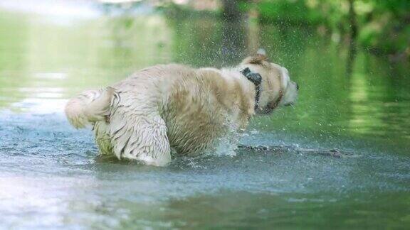 湿狗摇水的特写慢动作成年拉布拉多在河里洗澡享受大自然有趣的动物