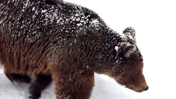 棕熊在雪中行走