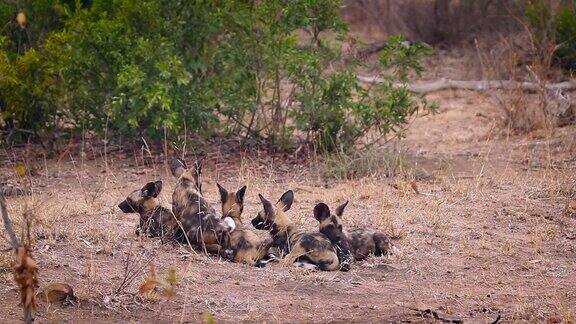南非克鲁格国家公园的非洲野狗