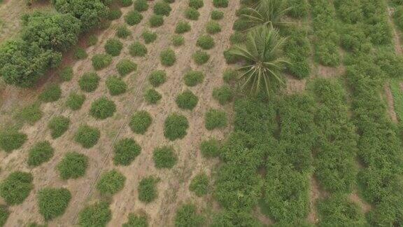 倾斜空中的农村农业水果生产田地和针叶椰子树和葡萄藤