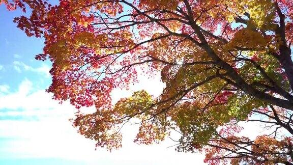电影倾斜:秋天离开美丽的阳光背景在乌拉班市荻沼池福岛日本